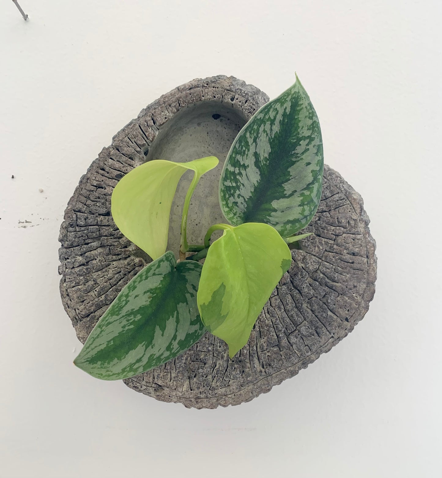 Jurassic Cement Wall Planter – 8” x 8” x 2.5”