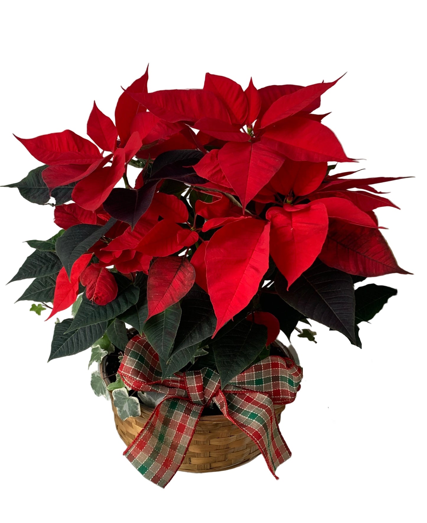 Pointsettia Basket