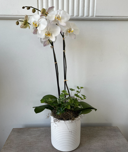 Double Stemmed Orchid Arrangement