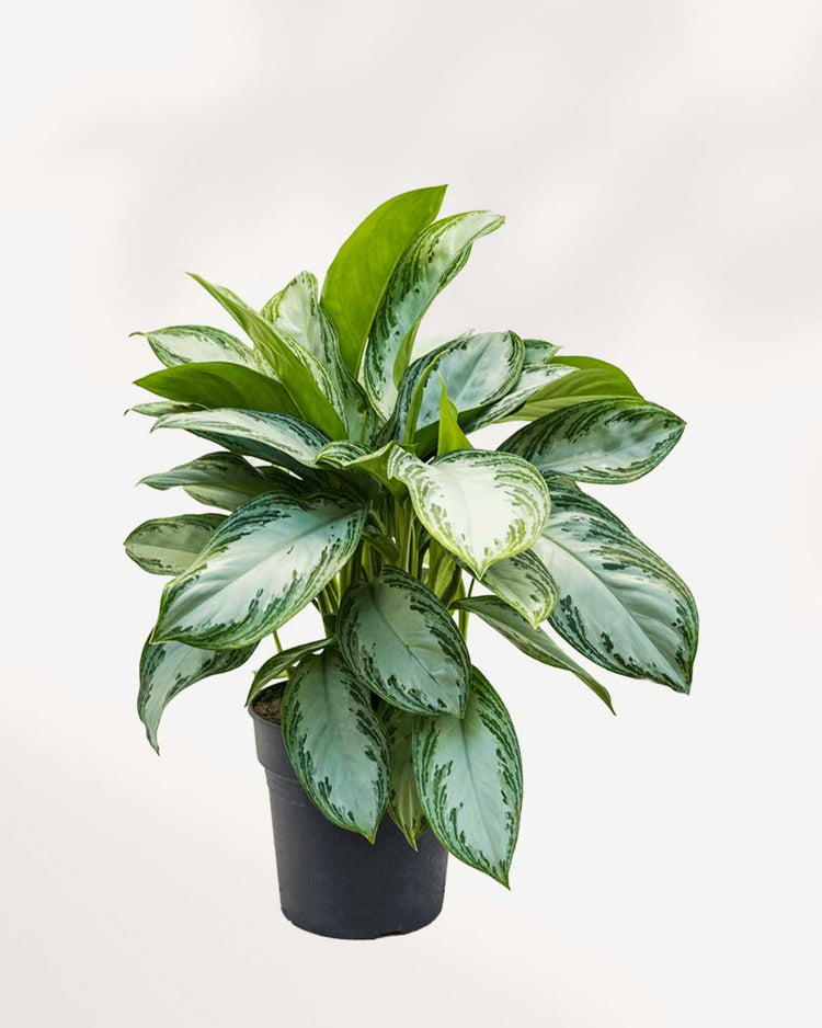 Plant Corner