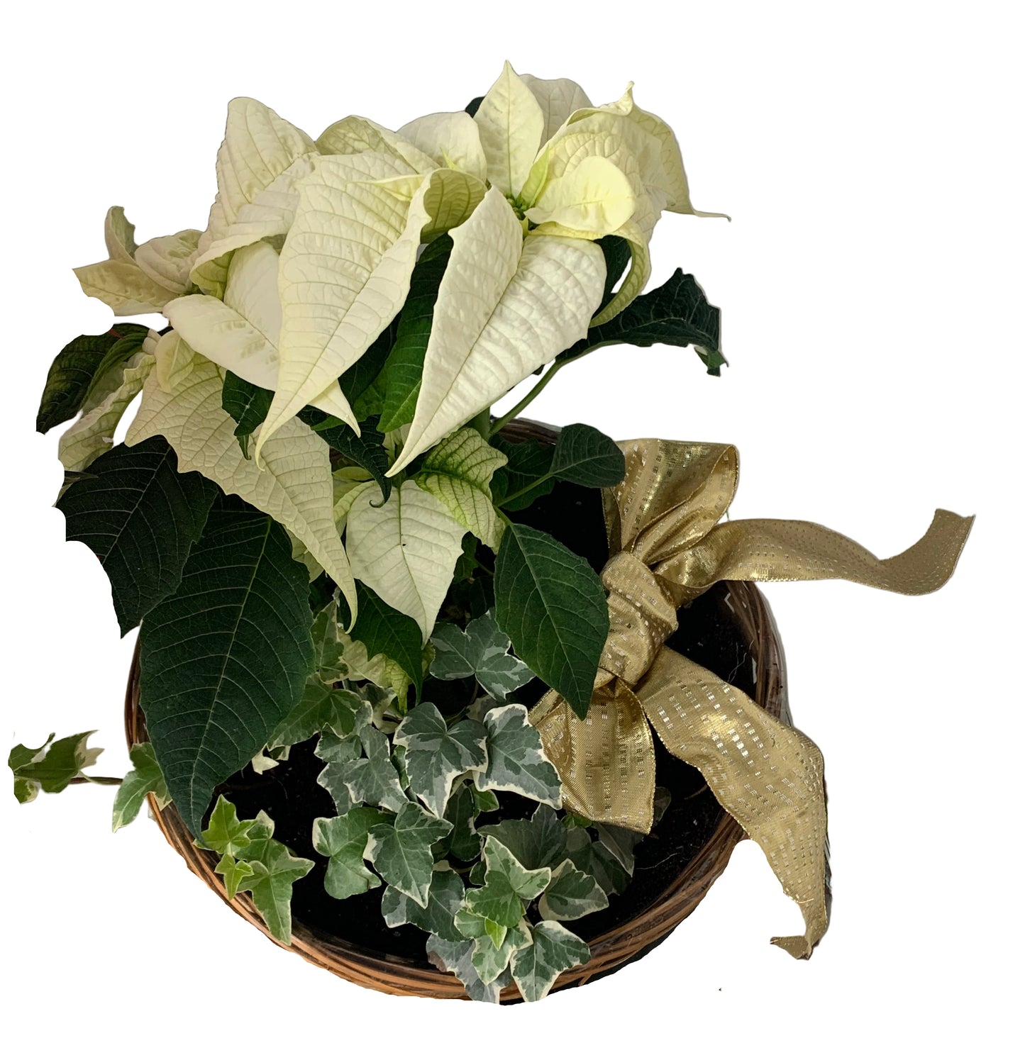 Pointsettia Basket
