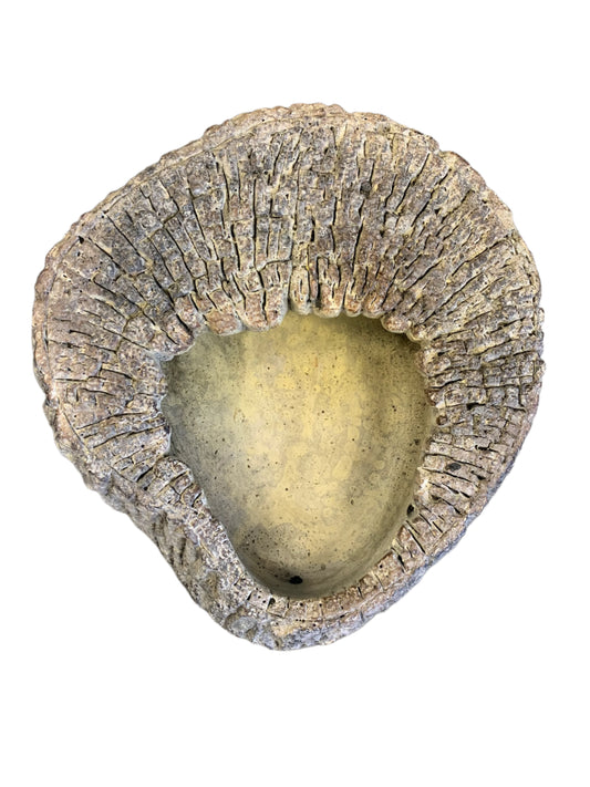 Jurassic Cement Wall Planter 8x8x2.5 inches
